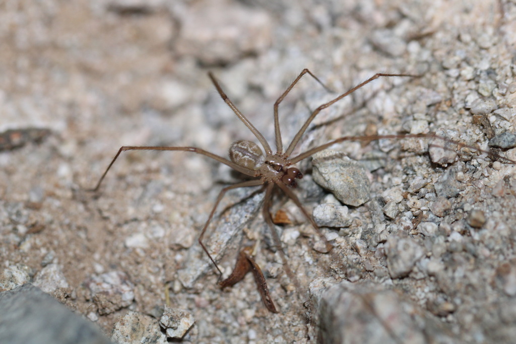 Cellar Spiders from Ahwatukee Foothills Village, Phoenix, AZ, USA on