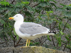 Larus michahellis atlantis
