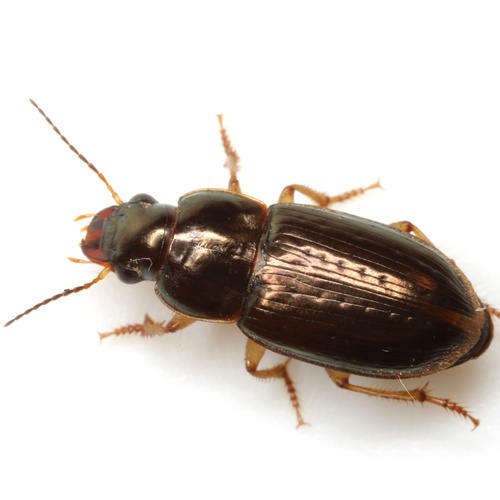 Selenophorus Palliatus · Inaturalist