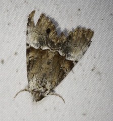 Alophosoma emmelopis