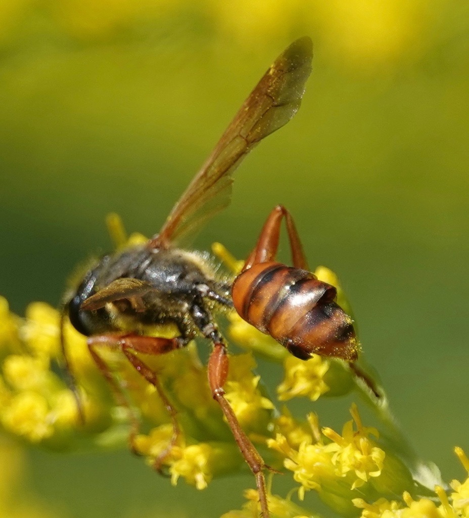 Elegant Grass-carrying Wasp from Brooklyn, NY, USA on August 11, 2023 ...