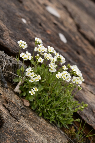 Schivereckia