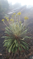 Espeletia corymbosa