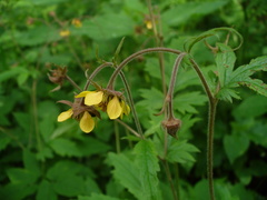 Geum × intermedium