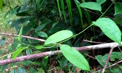 Passiflora serratifolia
