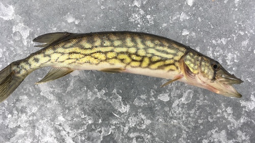 Chain Pickerel