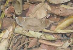 Azeta