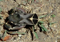 Petascelis remipes