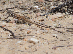 Pedioplanis lineoocellata