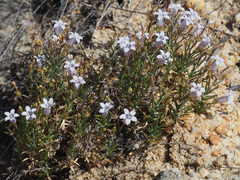 Wahlenbergia oxyphylla