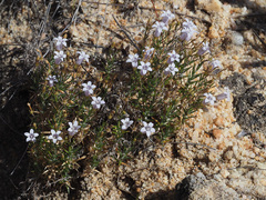 Wahlenbergia oxyphylla