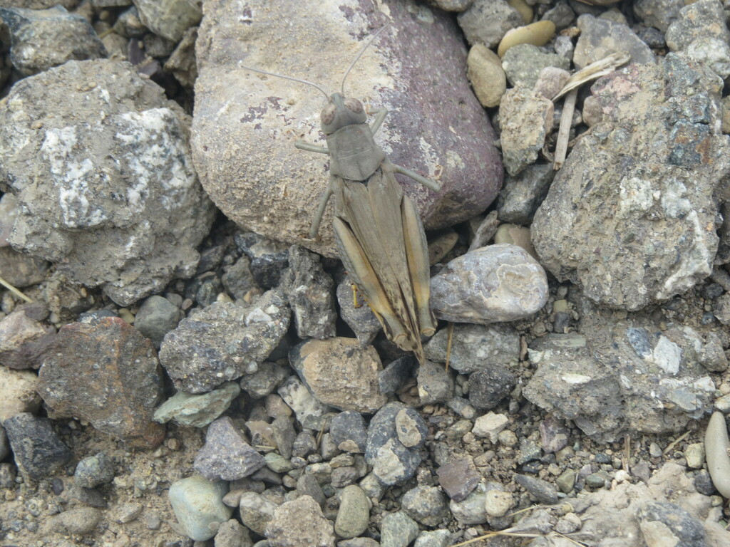 Sphodromerus luteipes