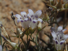 Wahlenbergia oxyphylla