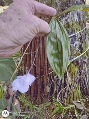 Acacallis cyanea (Acacallis cyanea)