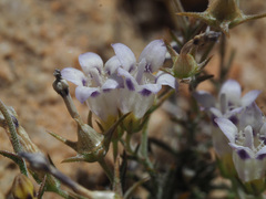 Wahlenbergia oxyphylla