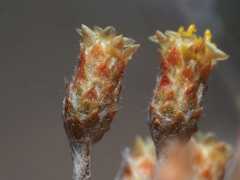 Helichrysum cylindriflorum