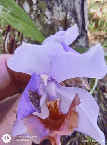 Aganisia cyanea, photograph 6