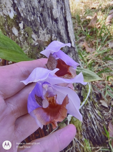 Image of Aganisia cyanea by (c) Enrique Salazar, some rights reserved (CC BY)