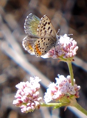 Euphilotes enoptes smithi