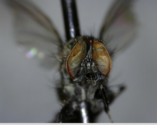iNaturalist observation photo of Bot Flies, Blow Flies, and Allies