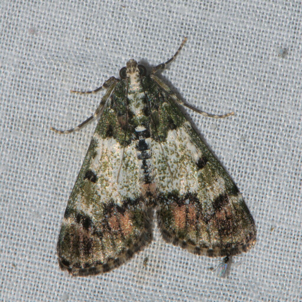 Udhay Insect Butterflies and Moths from Bheema Udiya, Munsyari, Uttarakhand 262554 ...