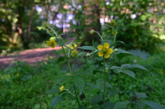 Geum urbanum