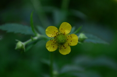 Geum urbanum