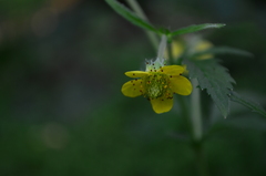 Geum urbanum