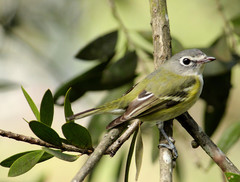 Vireo solitarius