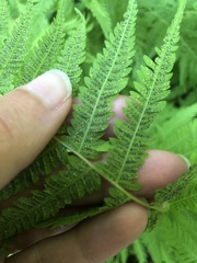 Amauropelta noveboracensis image