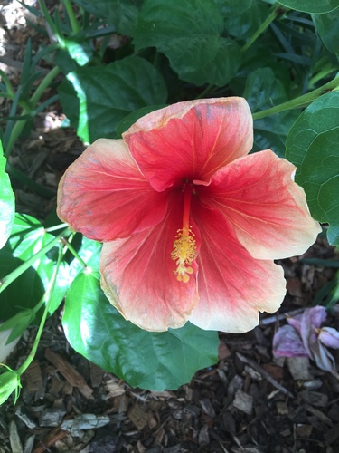 Hibiscus × rosa-sinensis