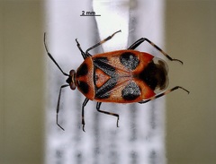 Deraeocoris histrio