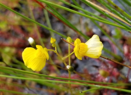 Utricularia ochroleuca iNat (2)