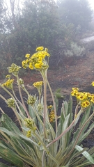 Espeletia corymbosa
