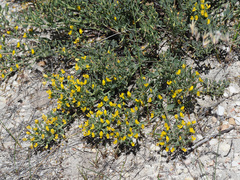 Rafnia diffusa
