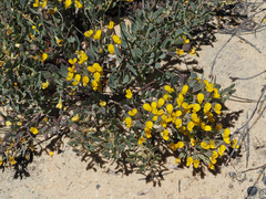 Rafnia diffusa