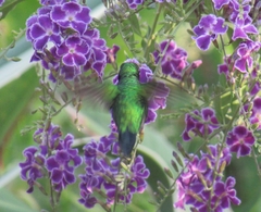 Chlorostilbon assimilis