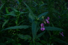 Impatiens glandulifera
