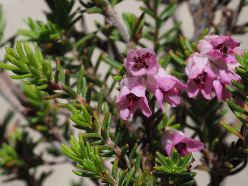 Erica consobrina