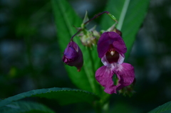 Impatiens glandulifera