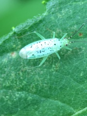 Ilnacora stalii