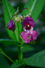Impatiens glandulifera