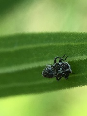 Cylindrocopturus quercus