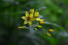 Lysimachia vulgaris