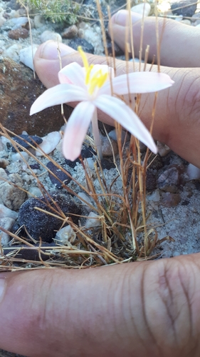 Apodolirion cedarbergense