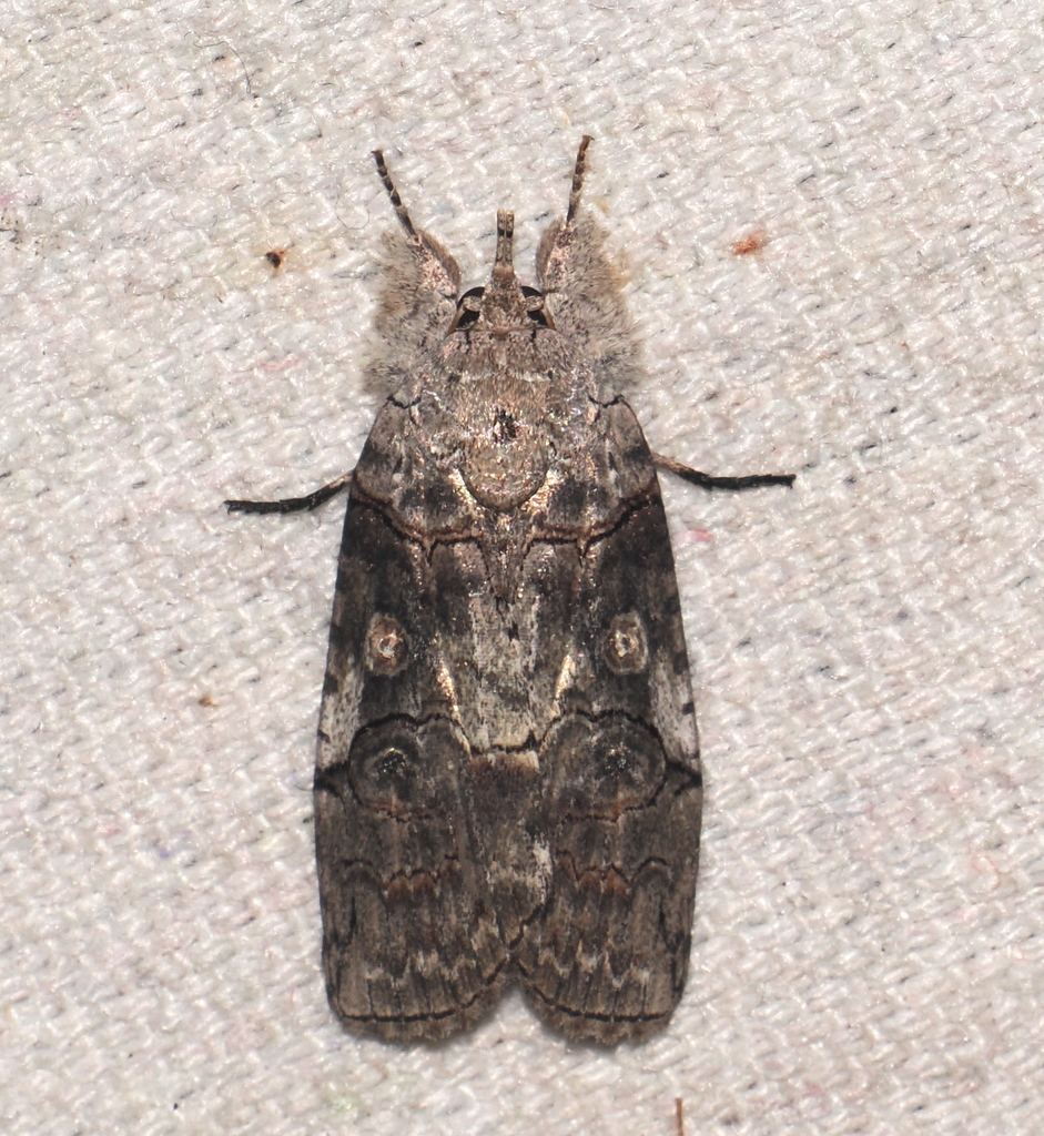 Iscadia aperta