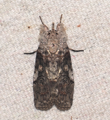 Iscadia aperta