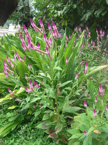 Celosia spicata