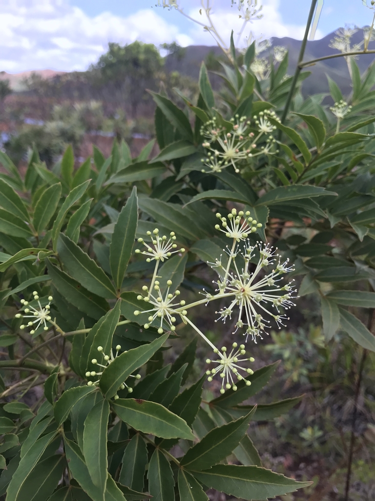 Myodocarpus Family