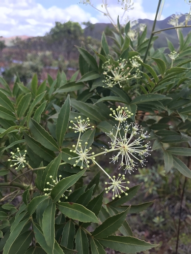 Myodocarpaceae